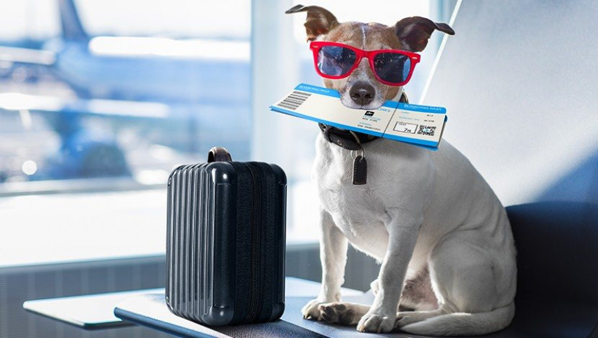 Azul Linhas Aéreas con número récord de mascotas transportadas entre enero y agosto de 2026 